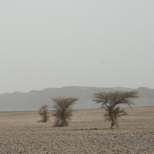 Bäume in der  Wüste Marokkos